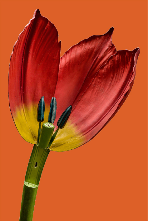 botmuseummain Tulpenmodell des Botanischen Museums